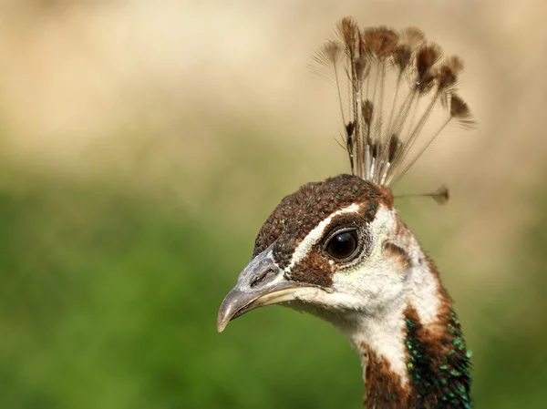 stock image Peacock with a cop