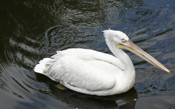 Großer weißer Pelikan — Stockfoto