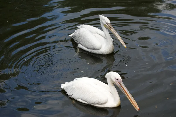 Big white pelican — Stock Photo, Image