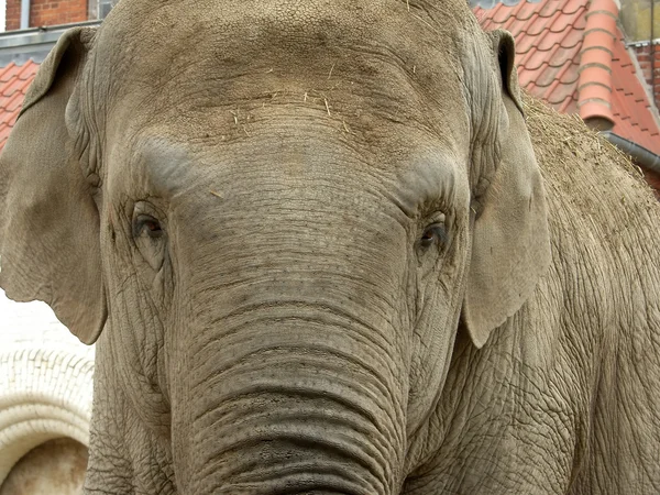 Elefante cinzento no rosto — Fotografia de Stock