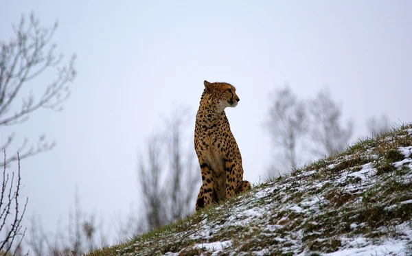 Jaguar en la montaña nevada —  Fotos de Stock