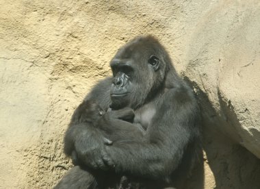 oturma goril kıyı.