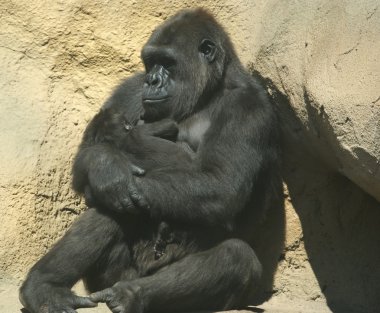 Sitting gorilla coastal. clipart