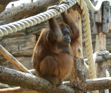 büyük korkunç orangutan