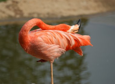 Red flamingo on the nature clipart