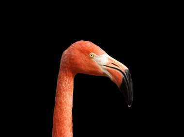 Red flamingo clipart