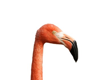 Kırmızı flamingo