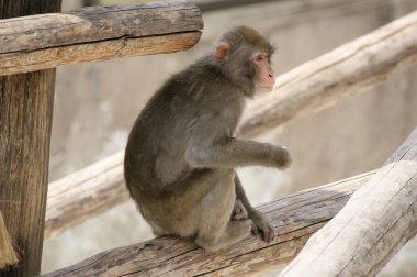 Brown Japanese macaque (snow monkey) clipart