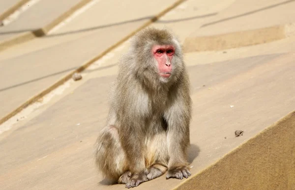 Het grote beeld van een kleine bruine aap — Stockfoto