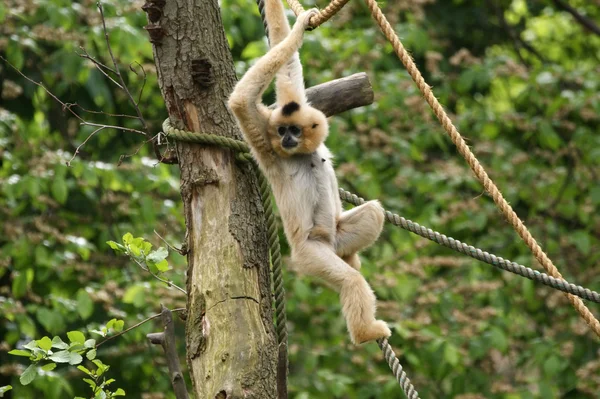 Imaginea maimuței pufoase — Fotografie, imagine de stoc