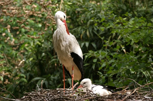 White stork in a nest with a baby bird