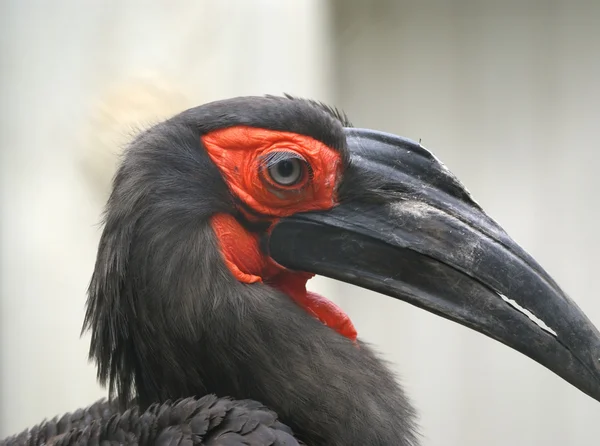 Kafrsky horned raven — Stock Photo, Image