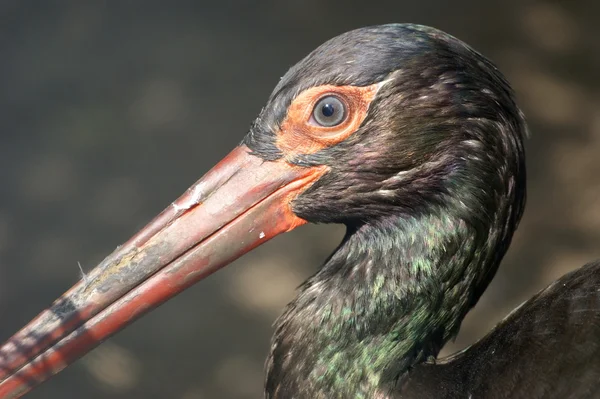 The large image of a black stork — Stock Photo, Image