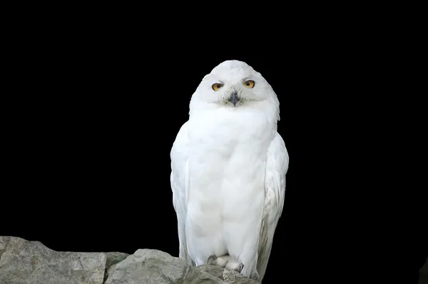 Белая (полярная) сова — стоковое фото