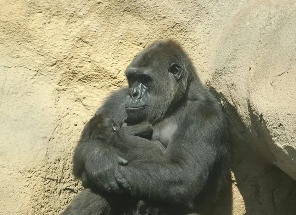 Сидящая горилла . — стоковое фото