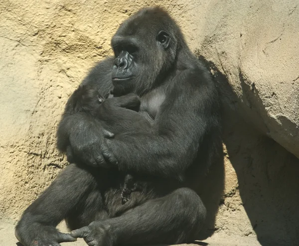 stock image Sitting gorilla coastal.