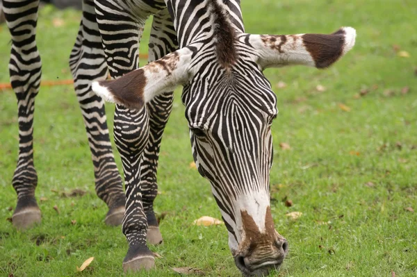 Immagine di una testa di una zebra a strisce — Foto Stock