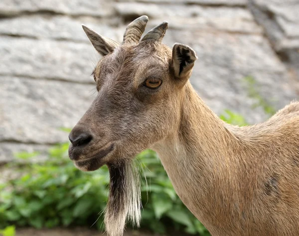 Brown goat — Stock Photo, Image