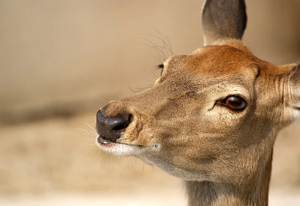 Small deer — Stock Photo, Image