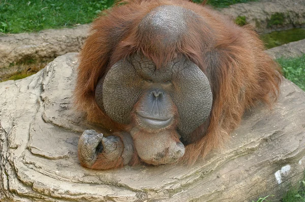 Wielki straszny orangutan — Zdjęcie stockowe