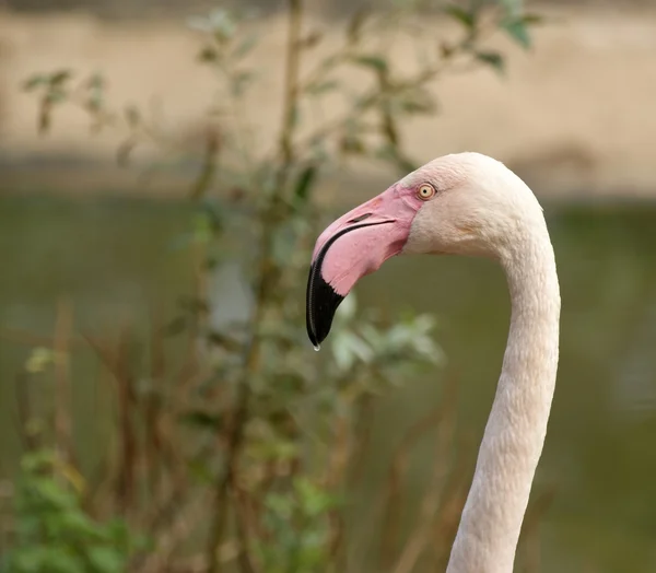 Rosafarbener Flamingo in der Natur — Stockfoto