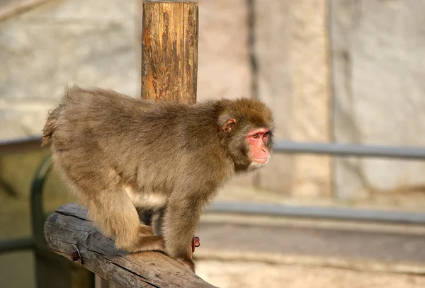 Brown Japanese macaque (snow monkey) — Stock Photo, Image