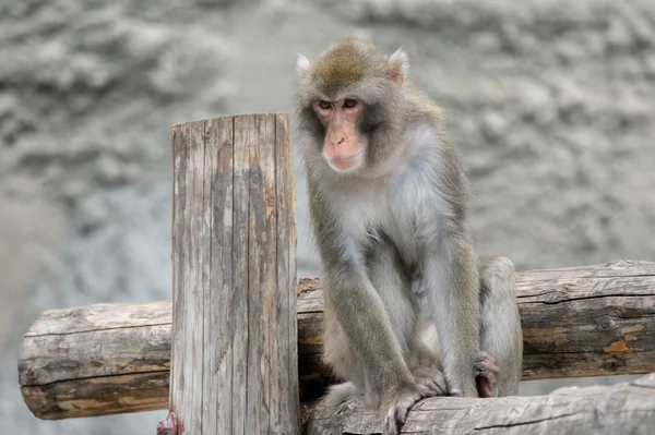 Brun japanska makaker (snö monkey) — Stockfoto