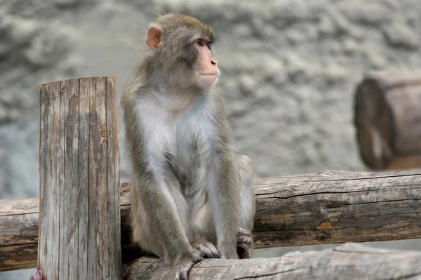 Macaco giapponese marrone (scimmia delle nevi ) — Foto Stock