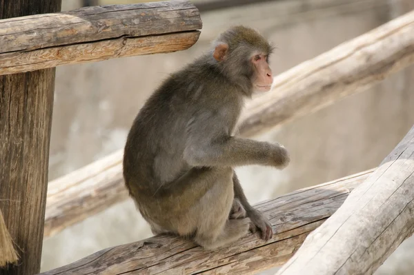 Brun japanska makaker (snö monkey) — Stockfoto