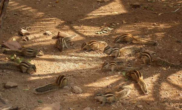 Much small striped chipmunks eat food