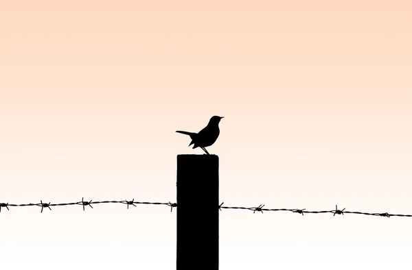 Konturen av en liten fågel mot en solnedgång — Stockfoto