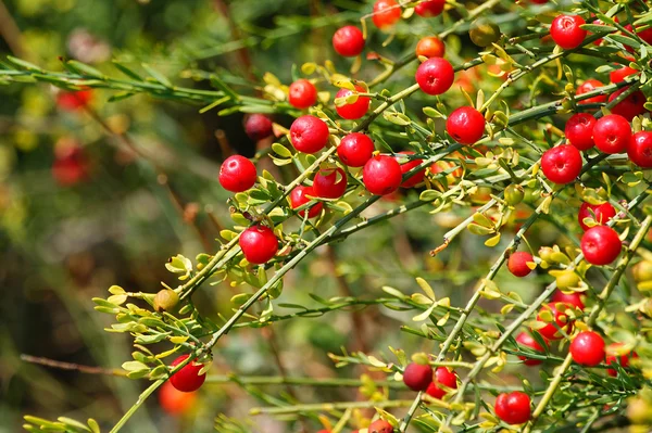 Rød, liten frukt på grønn gren – stockfoto