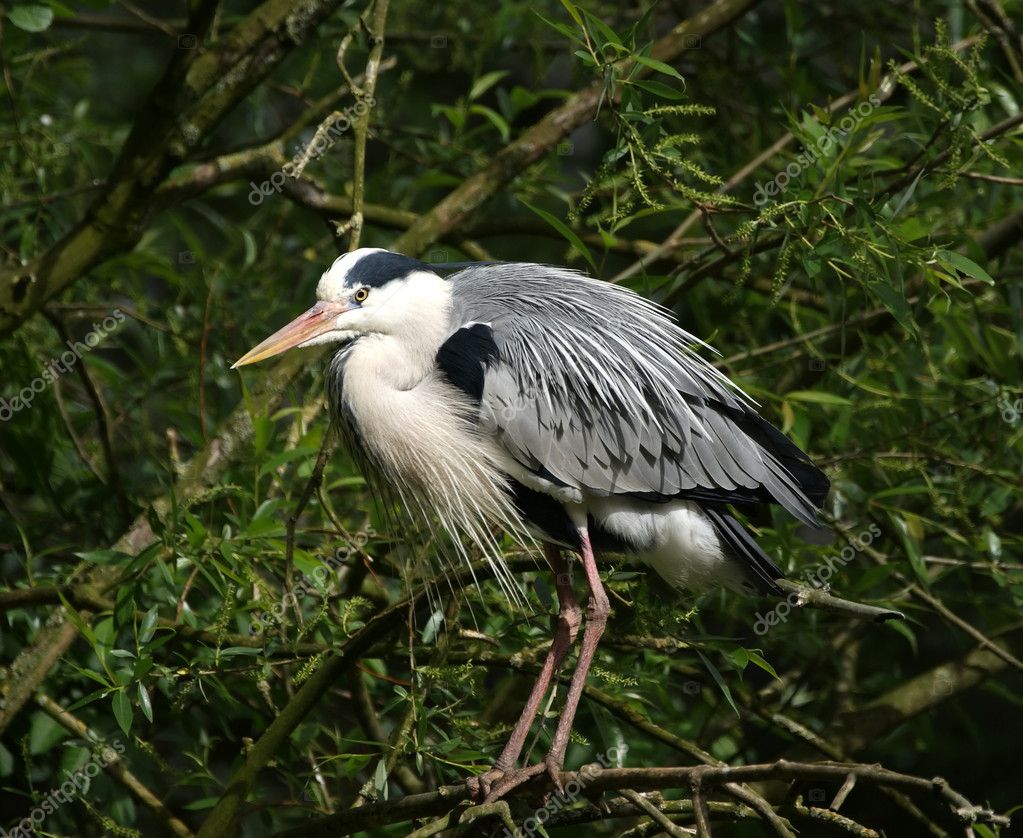 Petit Oiseau Gris Photographie Vladj55 2645460