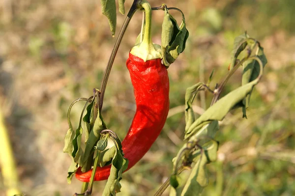 Mature big sharp red siliculose pepper