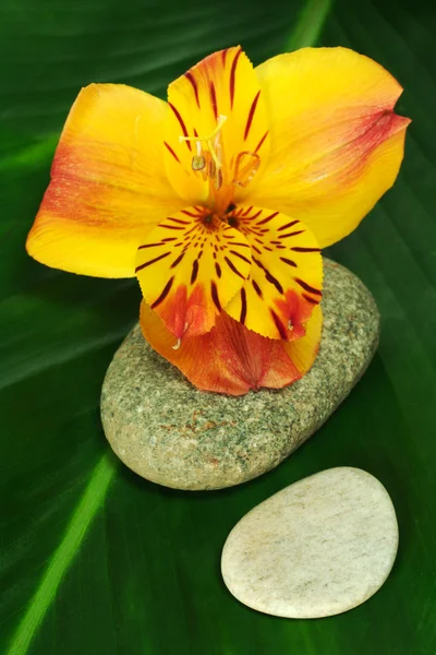 Freesiablüte mit Blatt und Steinen — Stockfoto
