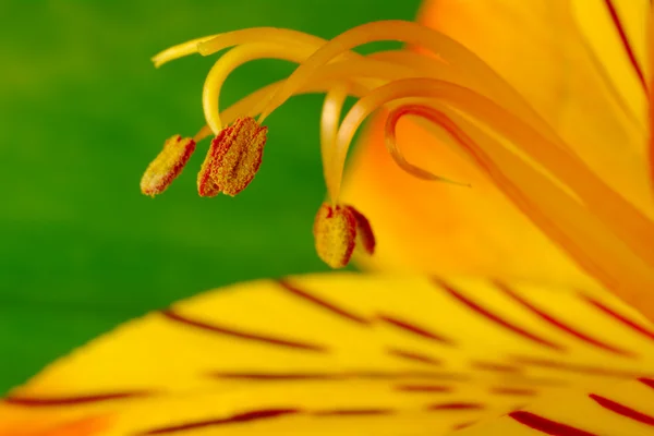 Polline della Freesia (Macro ) — Foto Stock