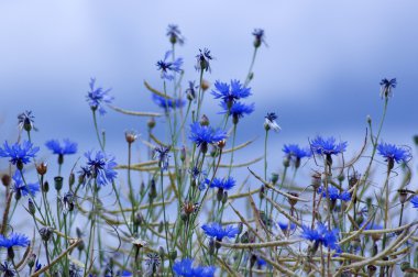 Succory (Cichorium intybus)