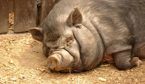 Świnia. zadowolenie z życia. — Zdjęcie stockowe