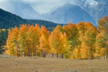 Grand Tetons in Fall clipart