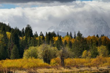 Grand teton yeşillik