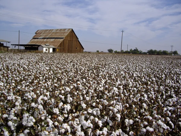 stock image Cotton Fields Back Home