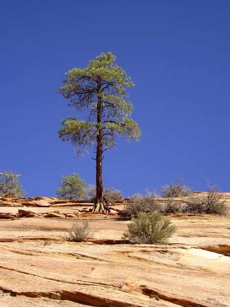 Eenzame boom — Stockfoto