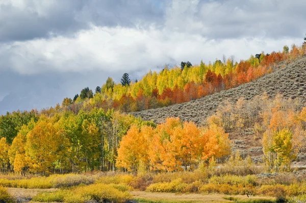 Colorful hillside — Stock Photo, Image