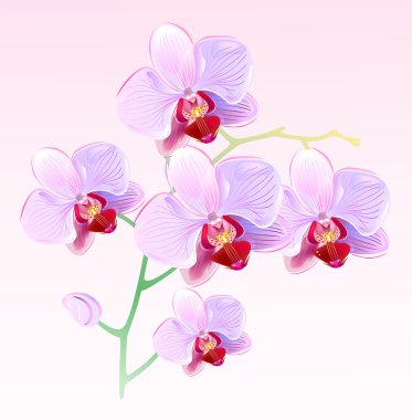 Orchids clipart