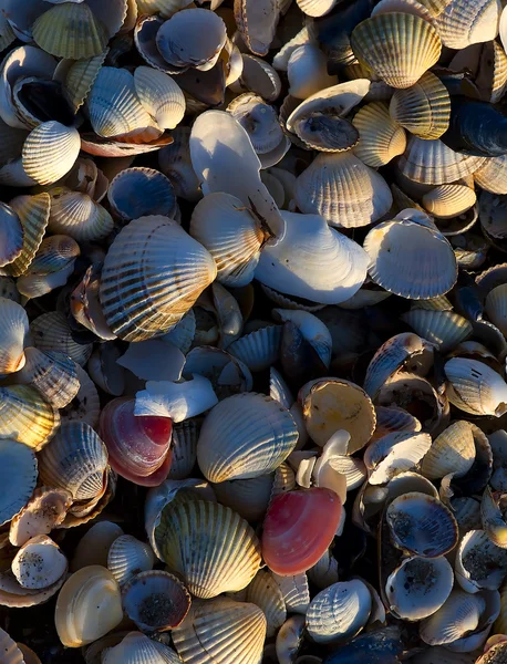 stock image Seashells