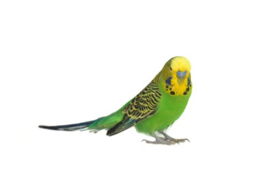 Portrait of budgerigar clipart