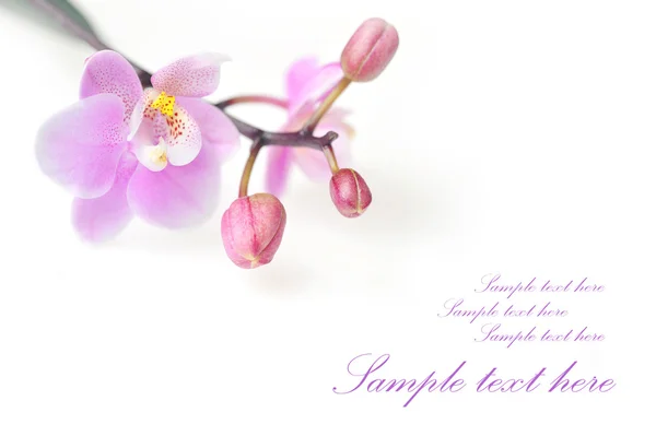 Flores de orquídea hermosa aislada — Foto de Stock