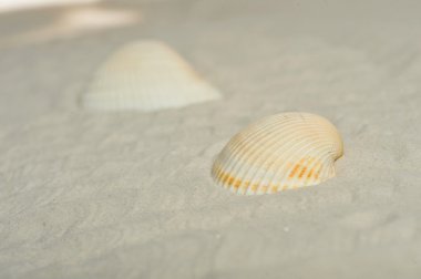 cockleshells kum üzerinde