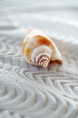 deniz kum üzerinde Cockleshell