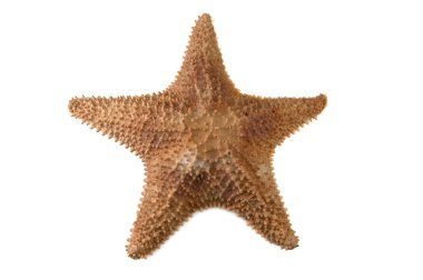 Sea starfish clipart
